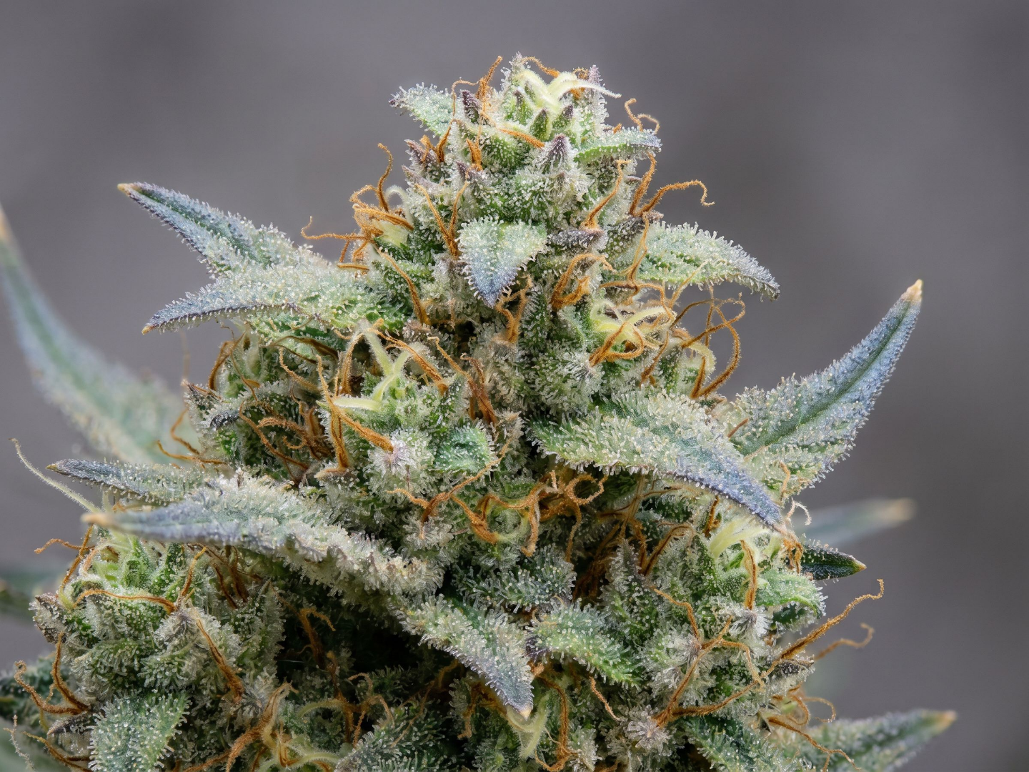 Blue Dream cannabis flower