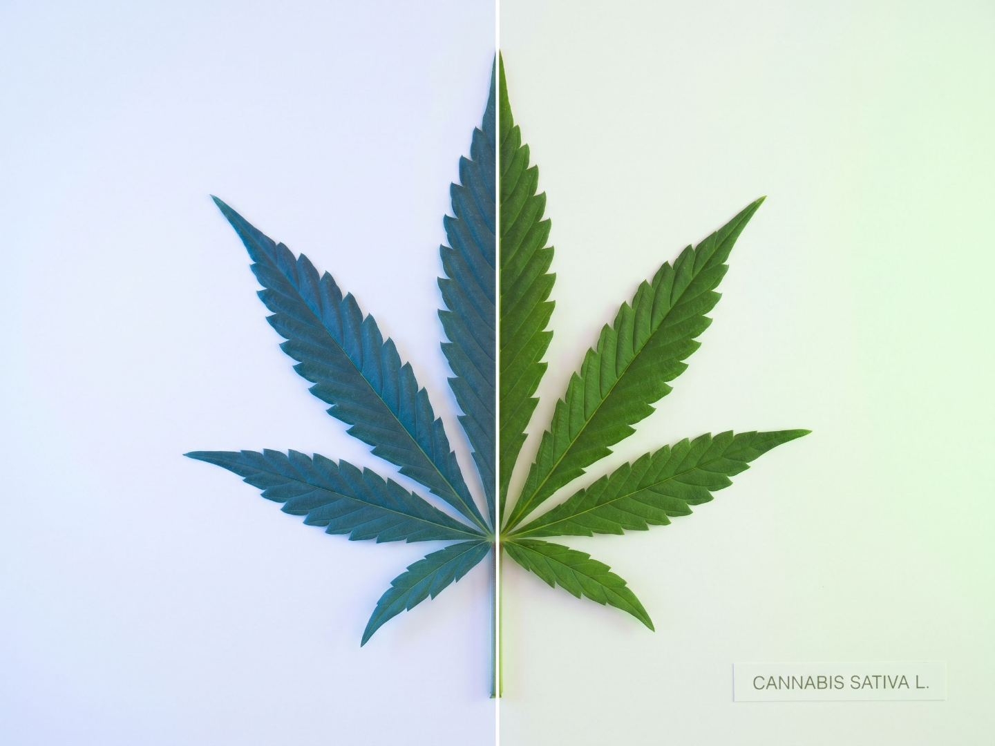 CBD versus THC explainer