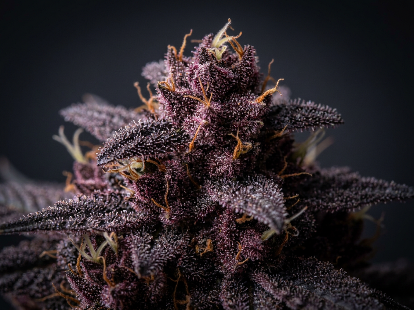Granddaddy Purple cannabis flower
